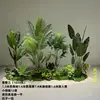 Paquete de tres plantas verdes de 16 metros de altura.