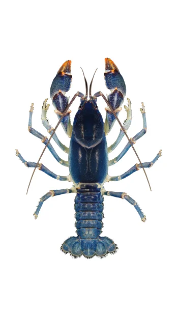 Recirculating Aquaculture Fish Farming Ras System For Crayfish Shrimp ...