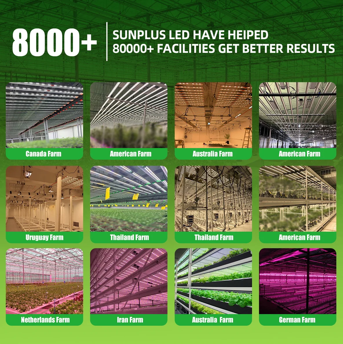 Sunplus Professional Smart Controlled 800W 860W Led Max Yield Grow Commercial Light Manufacturer