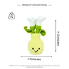 Plante en pot de lys calla