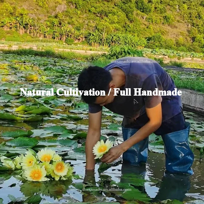 Органические синие цветы лотоса египетские индивидуальные Саше Натуральные Сушеные Nymphaea Caerulea синий чай с лилией 5A сорт | Рынок ЕС соответствует