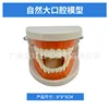Natural large oral cavity model