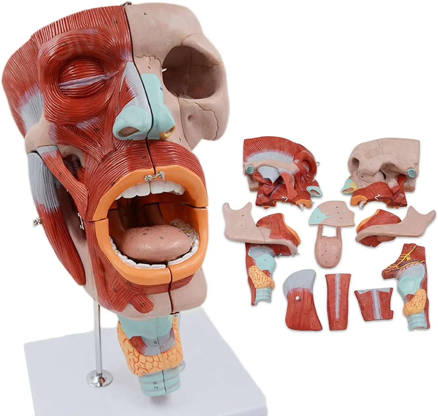 Medical Science Life-size Anatomical Models of Pharyngeal Muscles, Larynx, Mouth, Nose, Tongue, Facial Muscles, Medical Organs