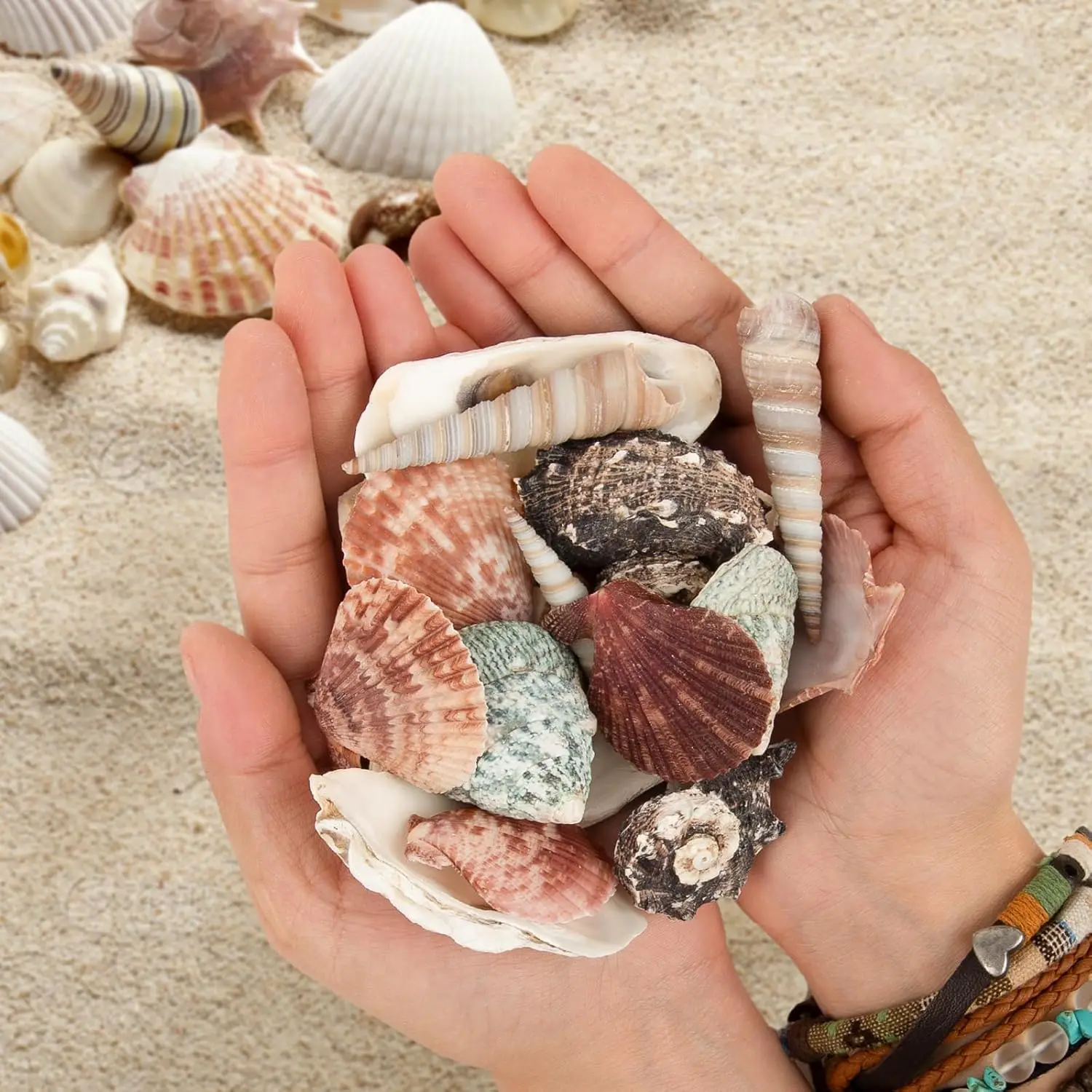 Mixed Sea Shells 1.4