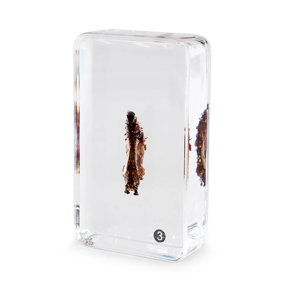 Butterfly Life Cycle Development Specimen Insect in Resin Science Learning Kit Set School Equipment