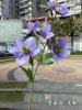 viola 57