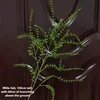 Melaleuca