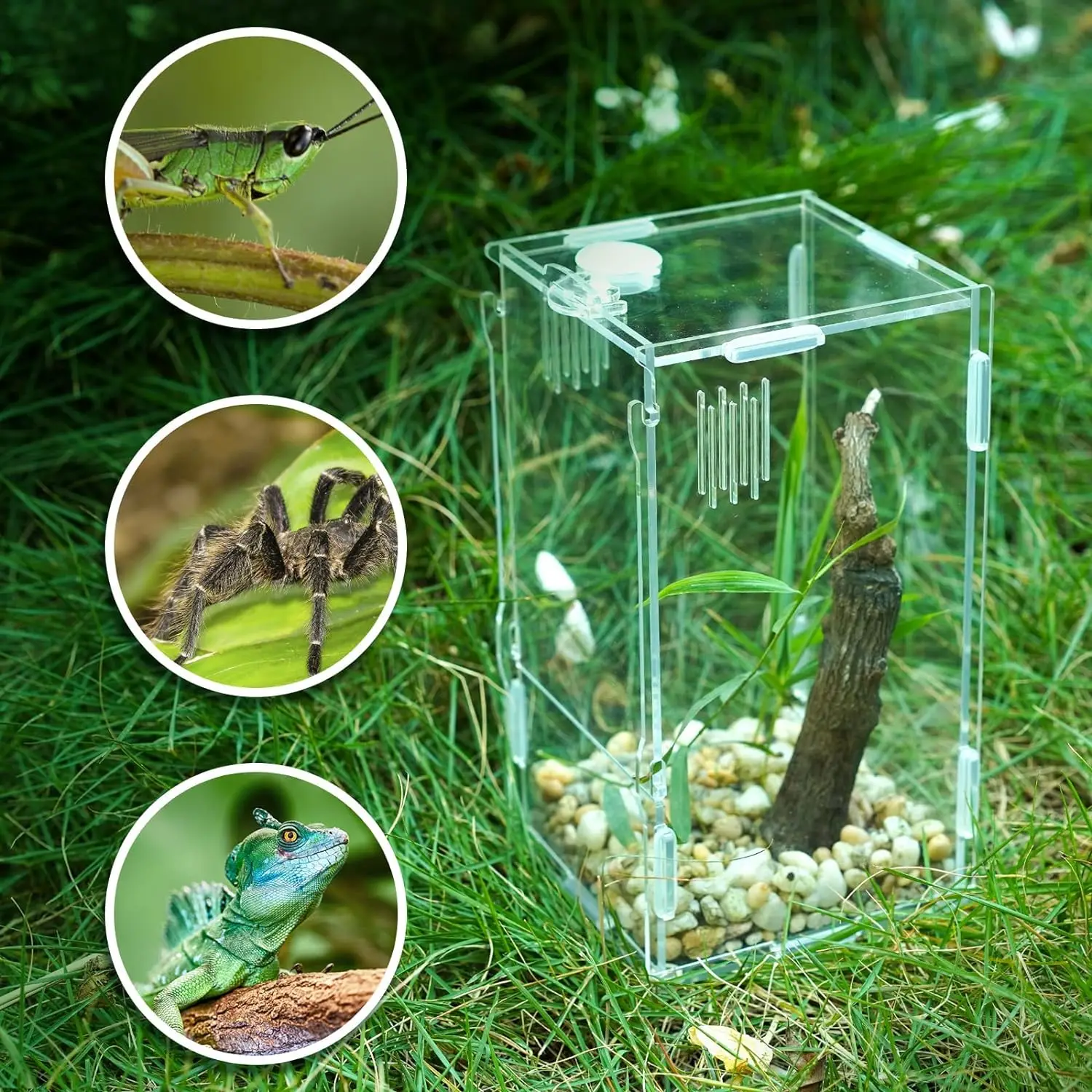 Acrylic Reptile Terrarium Tarantula Enclosures Feeding Box Acrylic ...