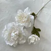 Blanc, pivoine Cacino
