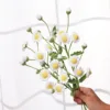 White daisy with many petals
