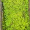 Green 1#
