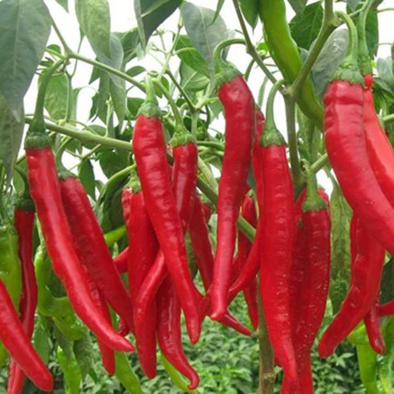 hot pepper extract capsaicin oil 95% capsaicin food grade for
