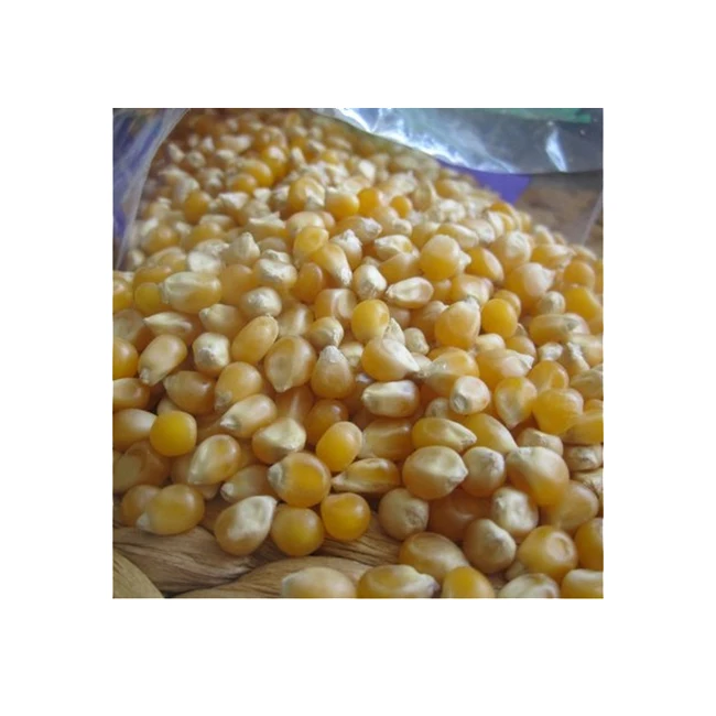 bulk corn kernels for sale