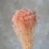 Arancione