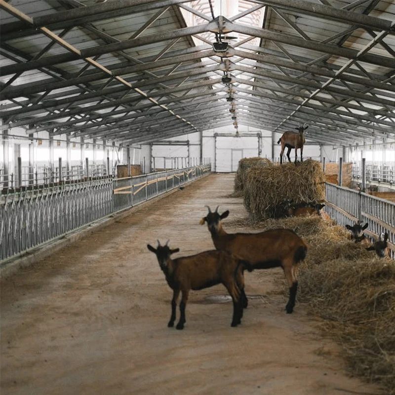 High Quality Prefabricated Steel Structure Goat Farm Sheds Design with Equipments