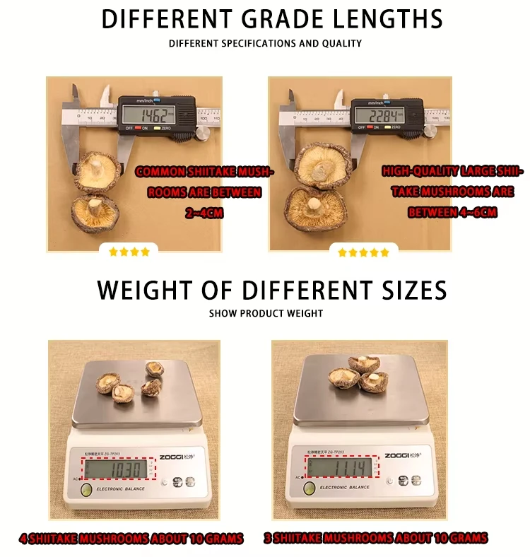 Premium Dehydrated Shiitake Mushroom | Bulk Wholesale Price Hd67f3d630efa4e8bad4d1bbef20657ee4
