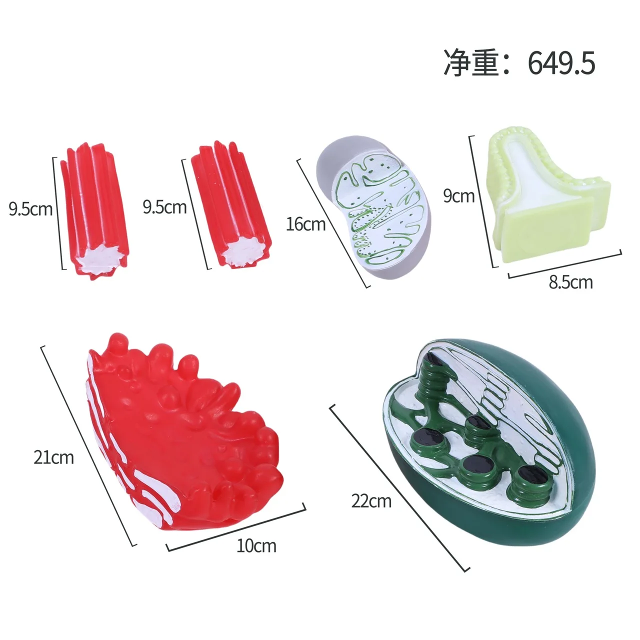 Cell Organelle Structure Models for Biology Teaching Mitochondria, Golgi, Chloroplast, Centrosome