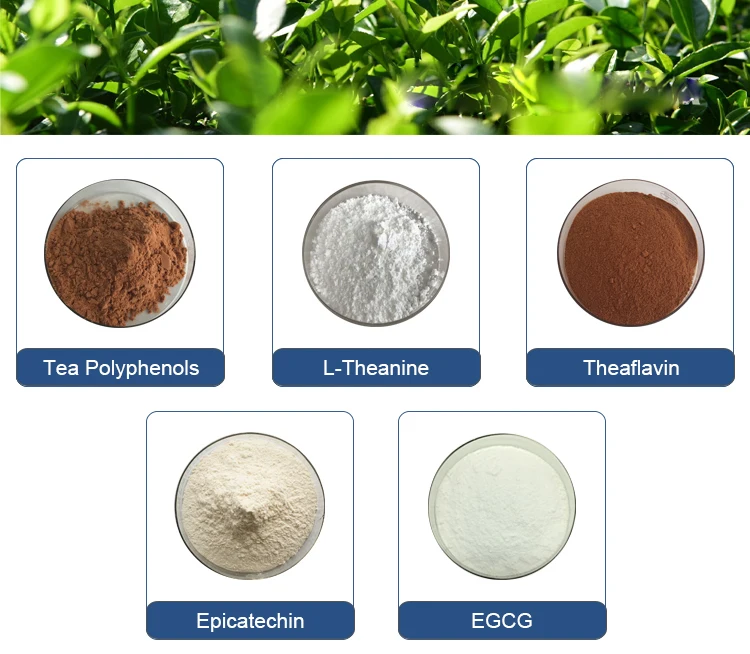 HPLC Test 40%-98% Epigallocatechin Gallate Natural EGCG Green Tea ...