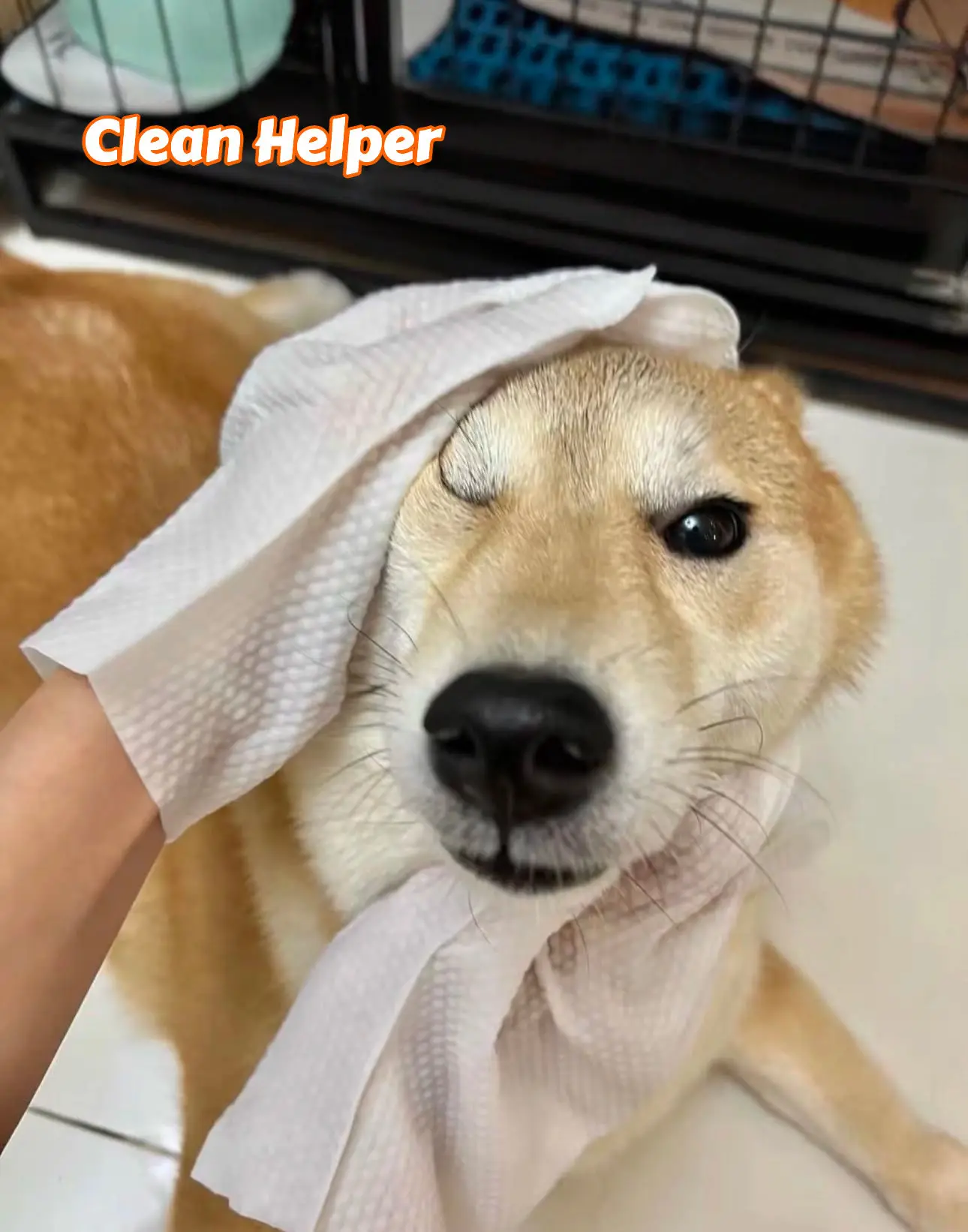OEM/ODM Biodegradable Organic Easy to Carry Pet Gloves Finger Teeth Ear Eye Outdoors Cleaning Wet Wipes for Dogs Cats