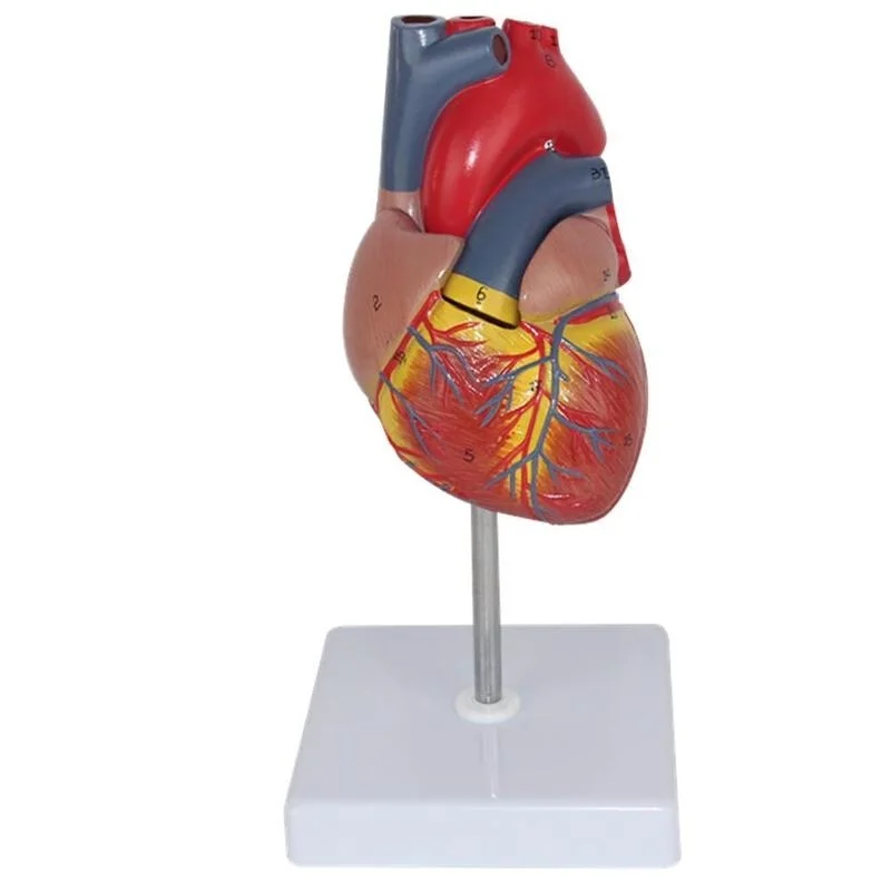 Anatomical Human Heart Anatomy Teaching Model Medical Science Viscera ...