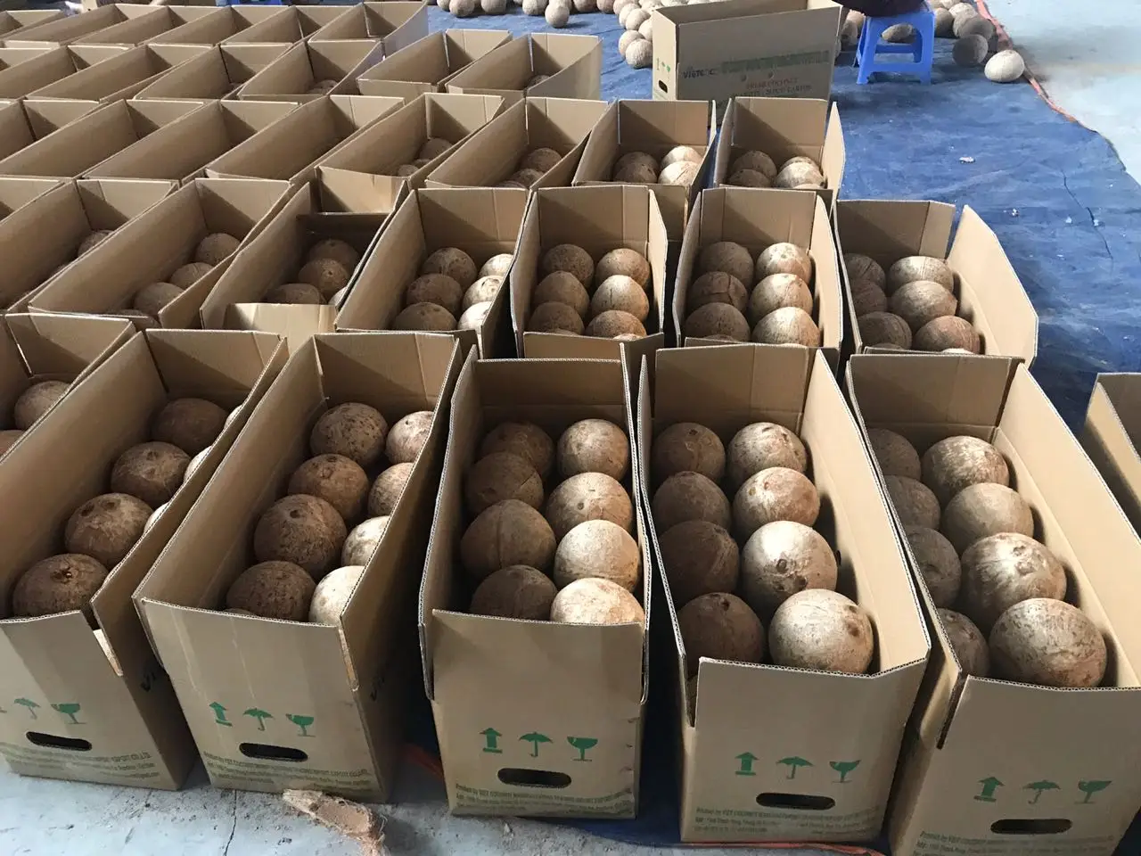 Fresh Young Coconut From Vietnam/ Diamond Shape Coconuts Shells Laser