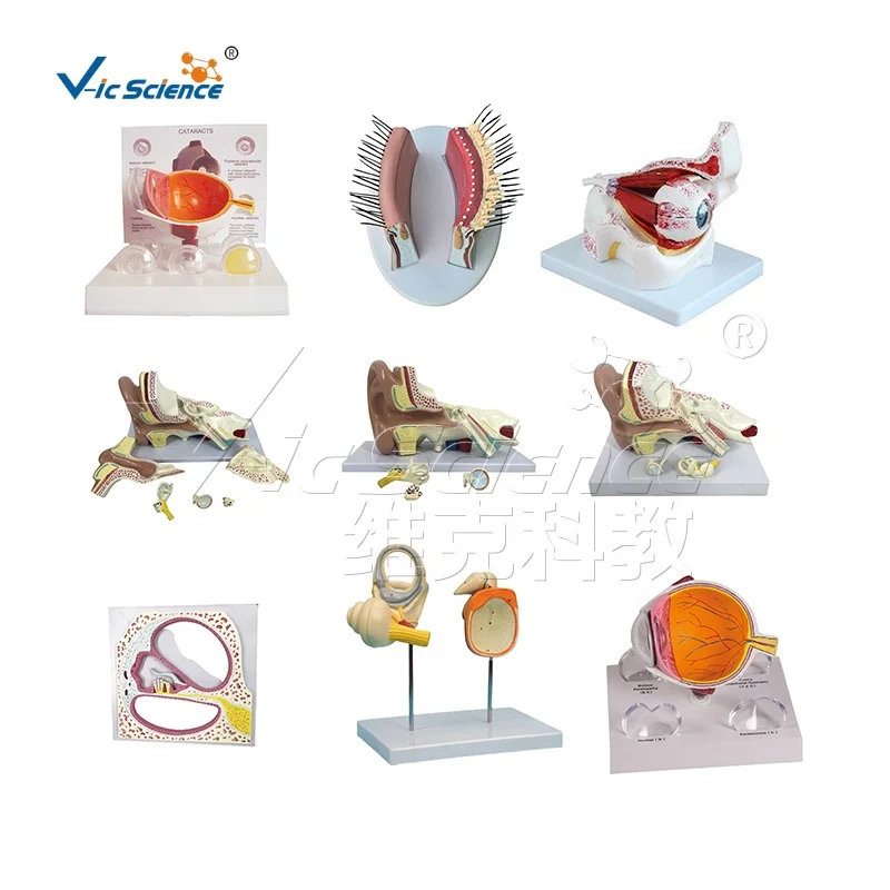 Teaching Human Body Enlarge Half Right Eyeball Dissection Model Eyeball Anatomy Human Eye Model Medical Science Education Model