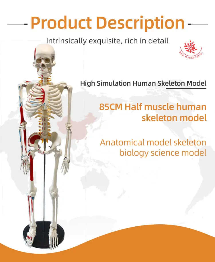 Biological Science Human Skeleton Model FRT009 85cm Half Side Muscle ...
