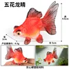 ปลาทองห้าสีตาเหลือง 4026 สีสันสดใส