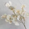 #4 ginkgo biloba leaves