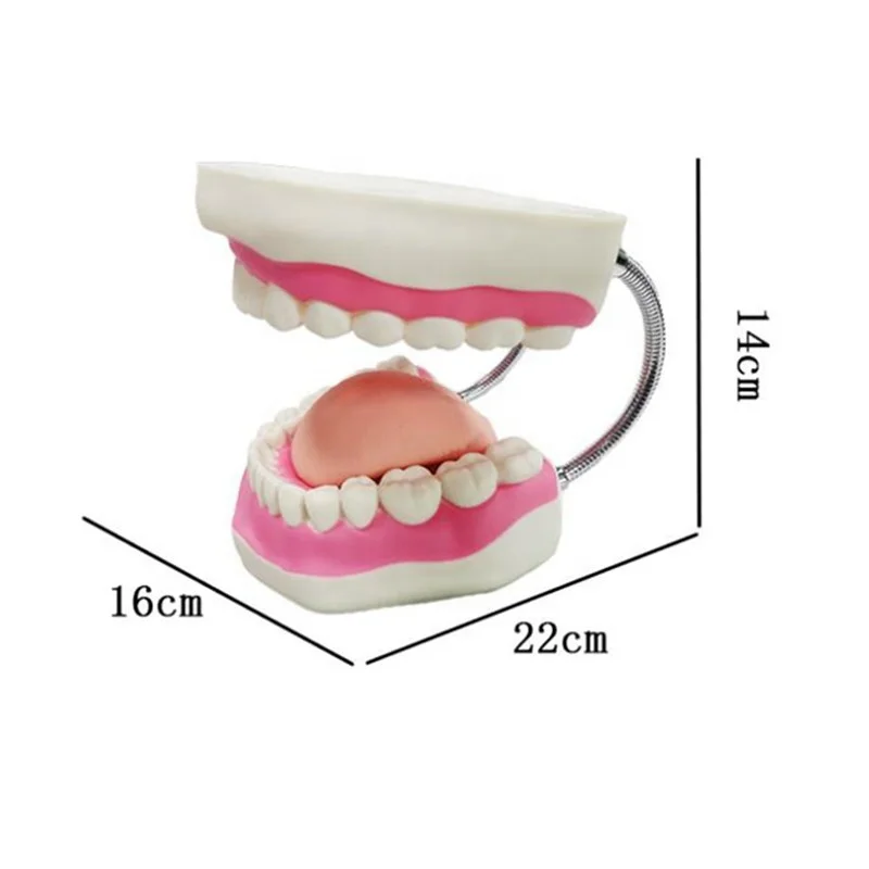 Modelo De Cepillado Dental Para Práctica Dental,Modelo Educativo Con  Dientes Grandes - Buy Los Niños Cuidado Dental Enseñanza Modelo De  Demostración,Gran Cepillo De Dientes Y 32 Dientes Modelo De Dientes,Adulto  Estándar Typodont