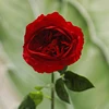 Rosso