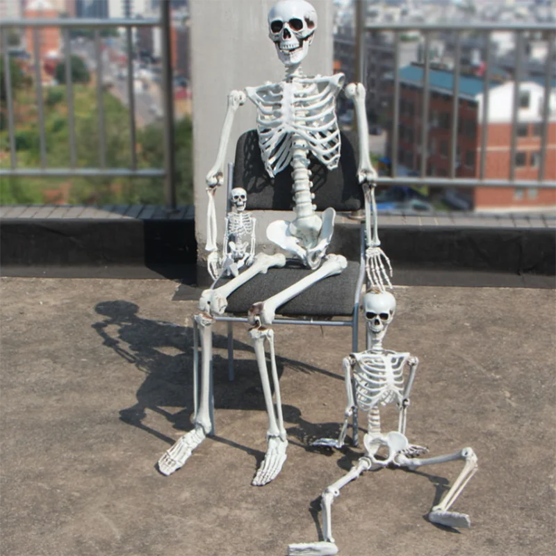 藤井保　SKELETON ZX | Human Male Skeleton Model Articulated, Life Size, 170
