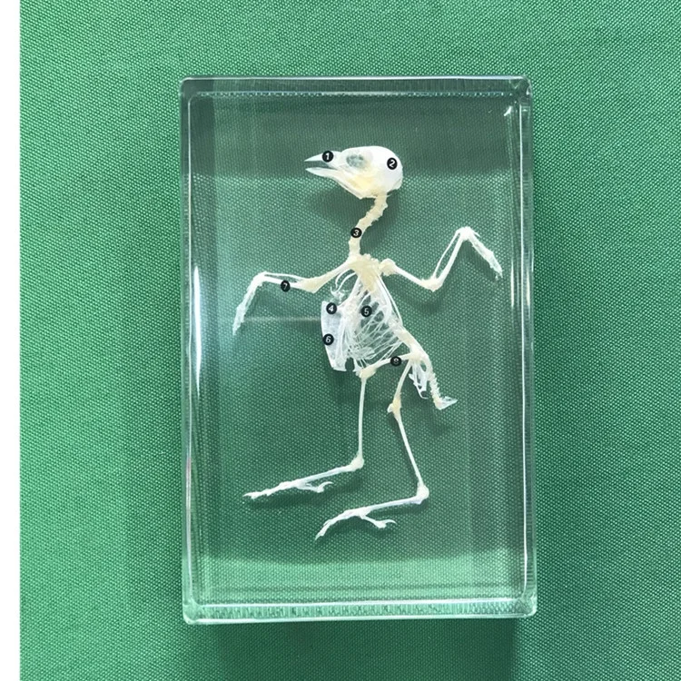 
 Оборудование для школьной биологии образцы скелета птиц  