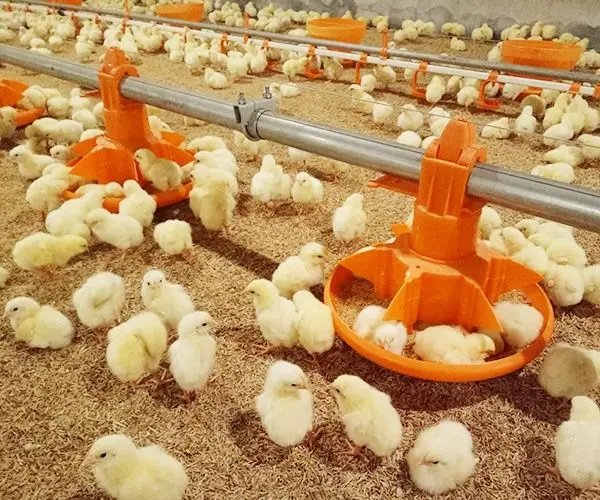 Chicken Equipment Automatic Broiler Equipment Automatic Poultry Pan Feeding Line Poultry Chain Feeding Line System