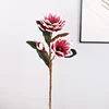 Rose Red