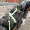 Green harness