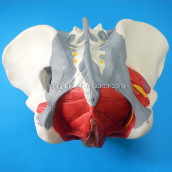 Female Pelvis,Female Pelvis With Pelvic Floor Muscle Model,Female Pelvic  Girdle Neural Model - AliExpress