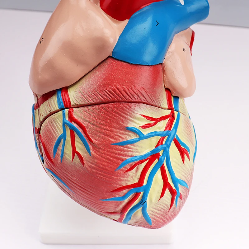 modello anatomico umano del cuore umano modello per il fornitore one-stop  scienza medica plastica jumbo modello