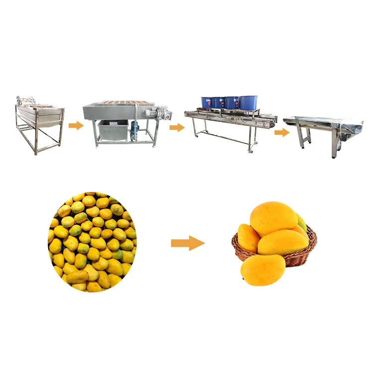 Fruits Export Company Jamun Washing and Dry Processing Line
