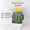 Prickly pear yellow flower