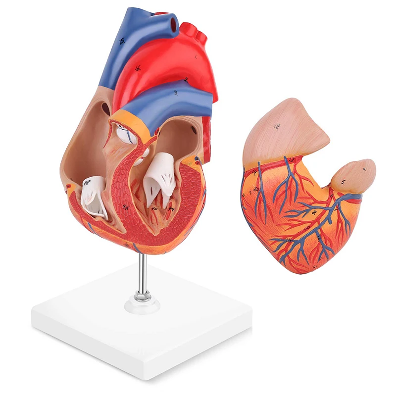 Medical Anatomy Simulation PVC Heart Anatomy 3d Model 2 Part Life Size
