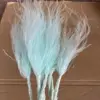 Blu-chiaro