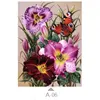 A06 multicolore