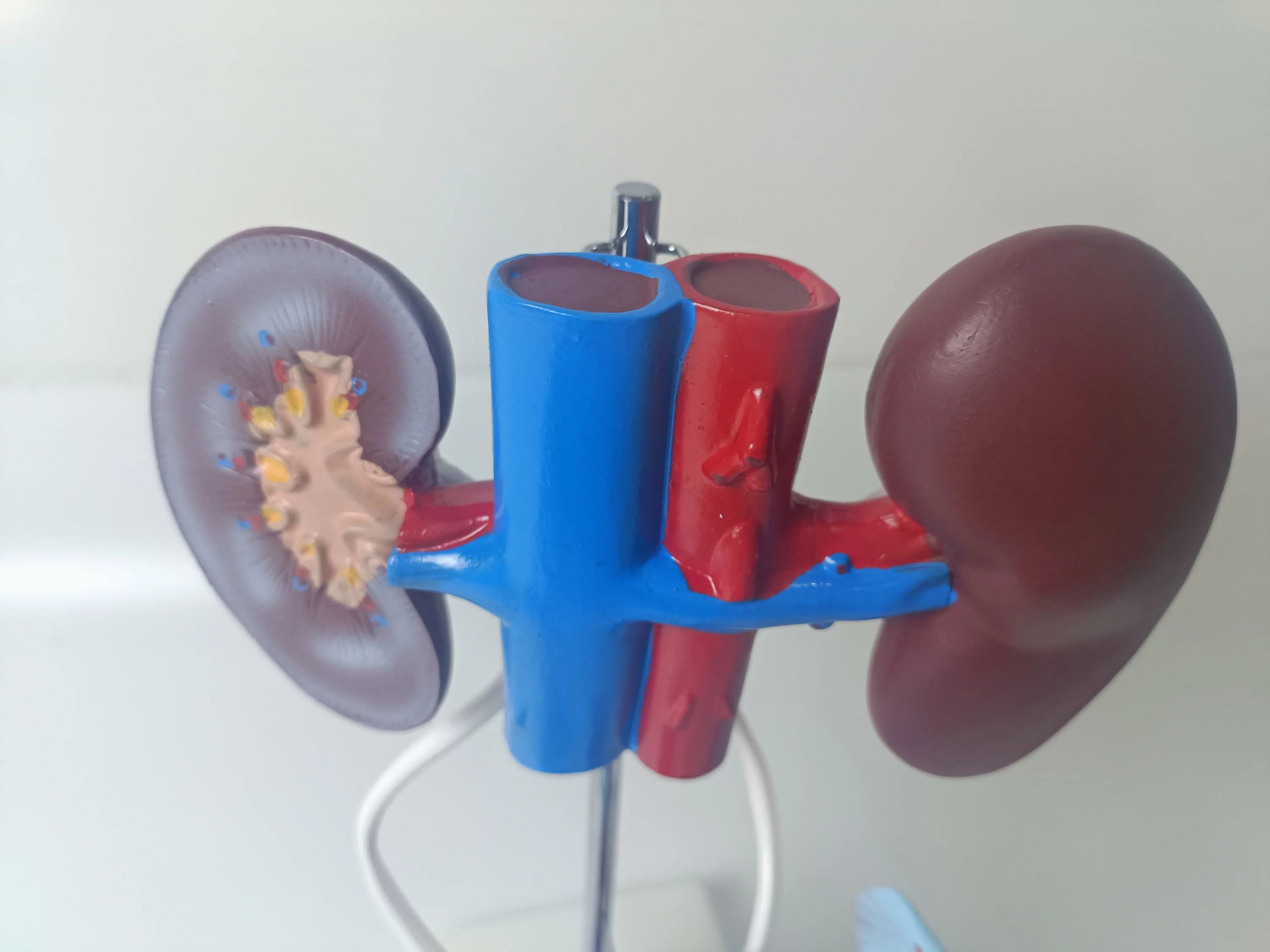 Medical Practice Training PVC 3D Human Authentic Demonstration Anatomy Female Reproductive System Model for Study Teaching
