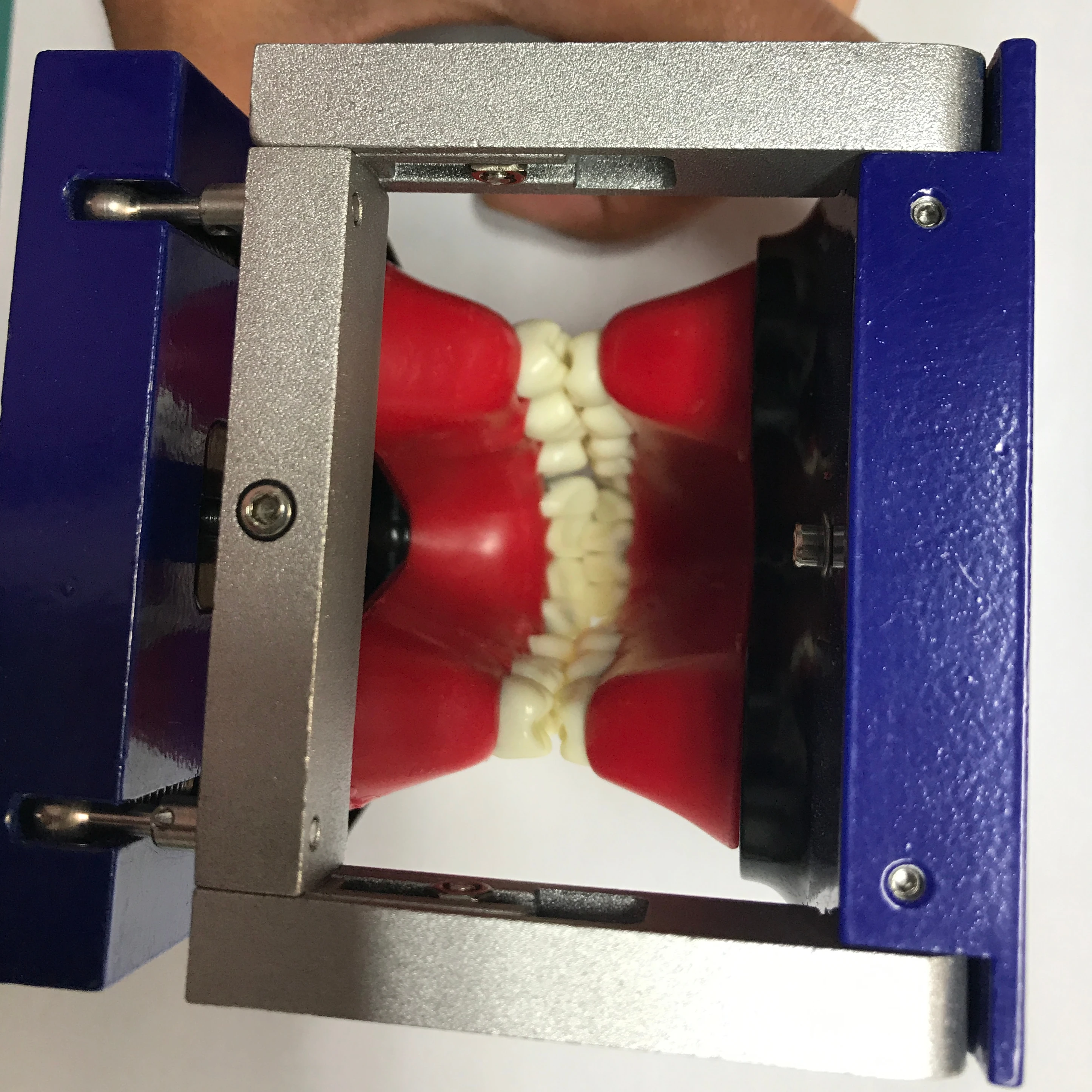 Orthodontic Practice Typodont with Wax and Teeth