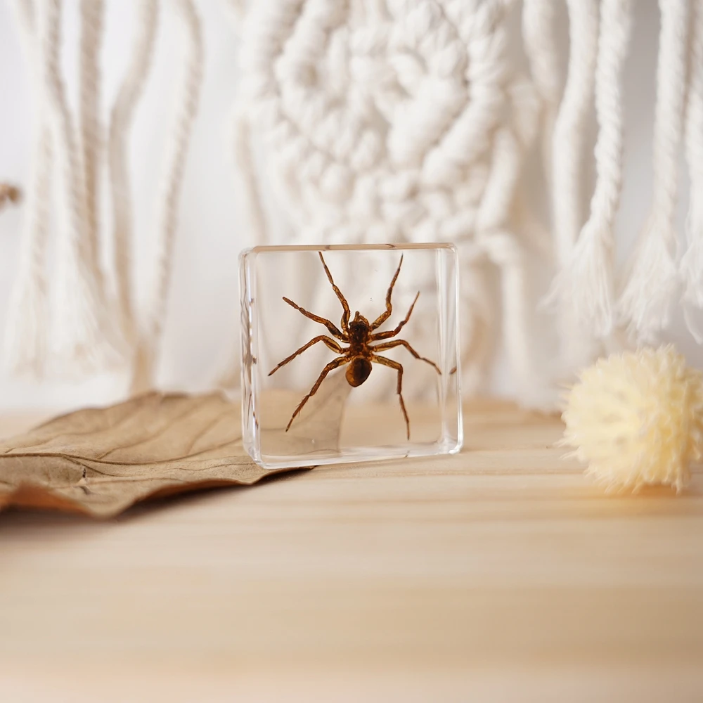 Spider Specimen Animal Anatomical Specimens Transparent Resin Spider