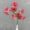 Rosa anguria