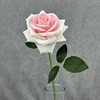Pink + White