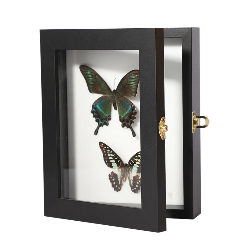 Insect Display Case with Pins - Perfect for Specimen Mounting