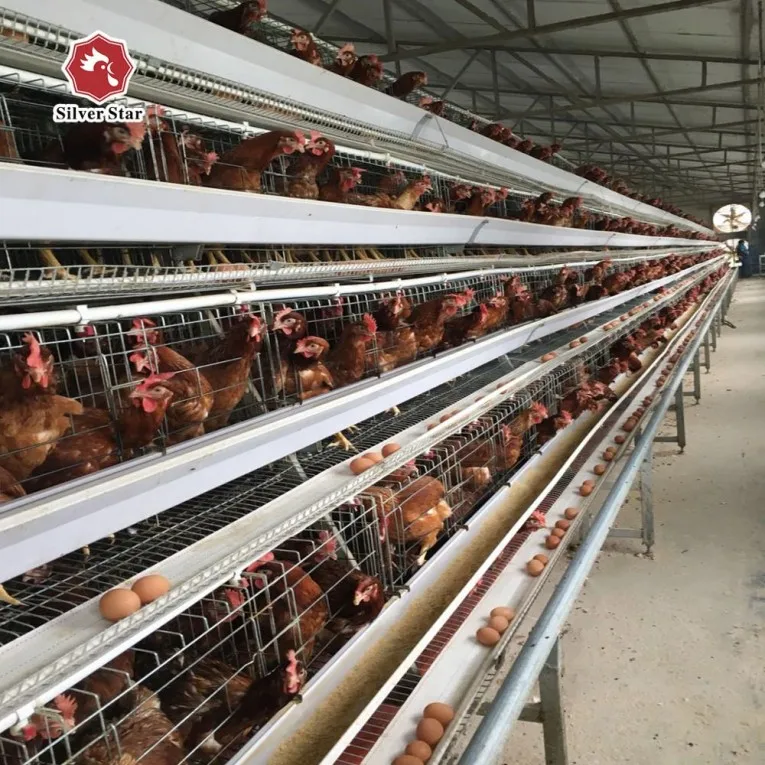 A Type 4 Tier Chicken Layer Battery Cage for 10000 Birds